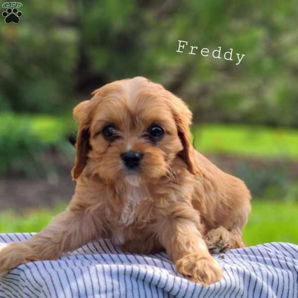 Freddy, Cavapoo Puppy